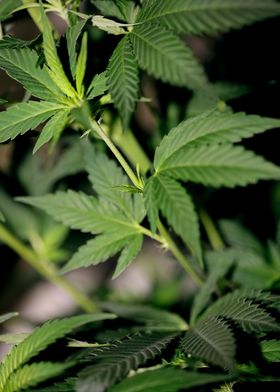 Weed leaves background