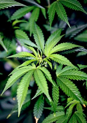 Cannabis indica background