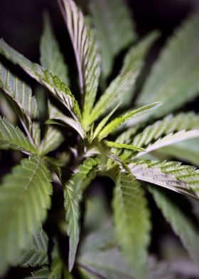 Cannabis sativa leaves