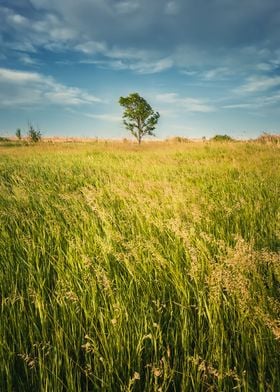 Idyllic summer landscape