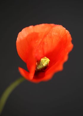 Red wild papaver flowering