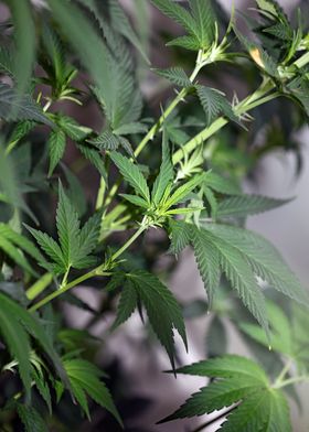 Cannabis indica close up