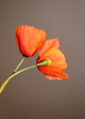 Papaver flower blossoming