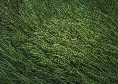 green grass texture