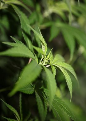 Cannabis leaves close up