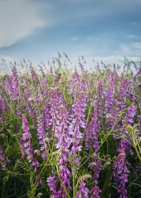 blooming tufted vetch