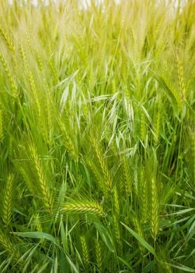 Blooming wild foxtail 