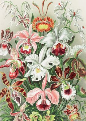 Ernst Haeckel Flower