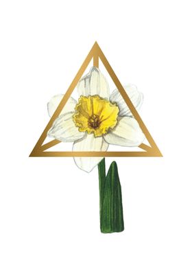 Daffodil in Tetrahedron