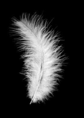 White feather