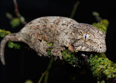 New Caledonian giant gecko