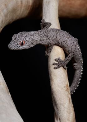 Eastern spiny tailed gecko