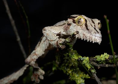 Henkels leaftailed gecko