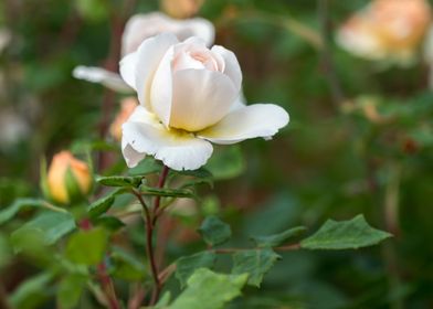 rose in the garden