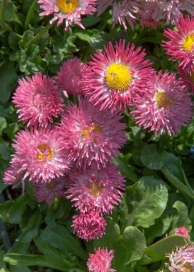 bellis perennis daisy