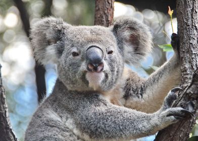 Koala Bear Portrait