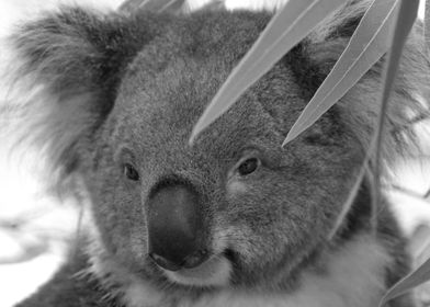 Koala Bear Face bw