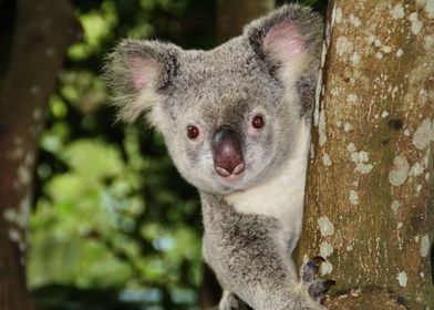 Koala Bear on a tree
