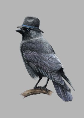 Jackdaw