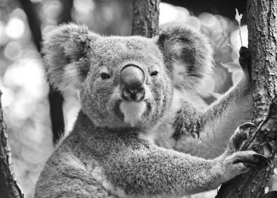 Koala Bear Portrait bw