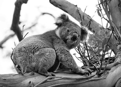 Koala bw