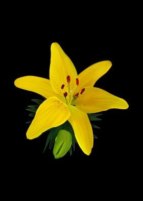 Yellow Lily