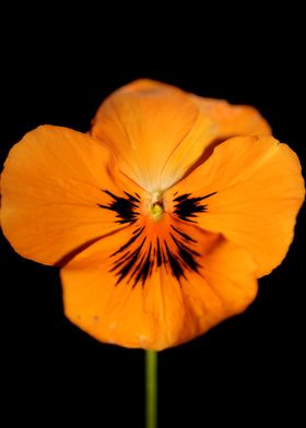 Viola flower blossom macro