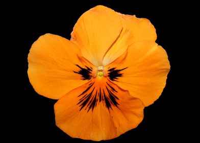 Orange viola flower macro