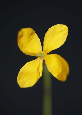 Chelidonium majus close up