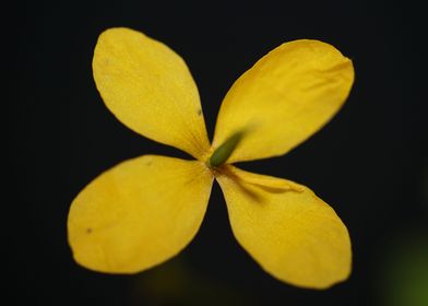 Chelidonium majus close up