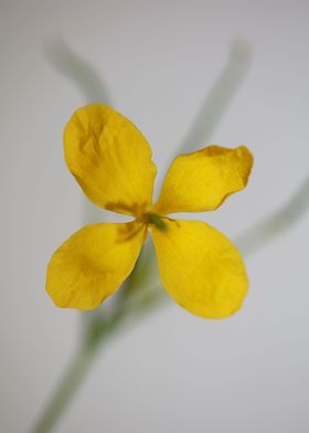 Chelidonium flower blossom