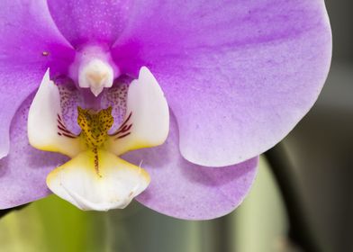 Closeness of Orchids 