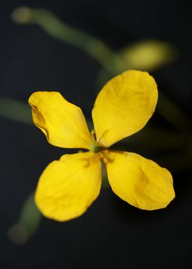 Chelidonium flower blossom