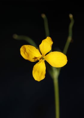 Wild yellow flower blossom