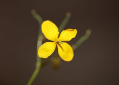 Chelidonium majus blossoms