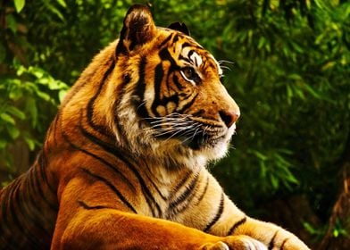 A nice Tiger