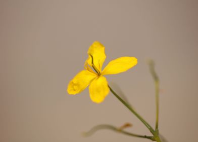 Chelidonium flower macro