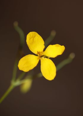 Chelidonium flower blossom