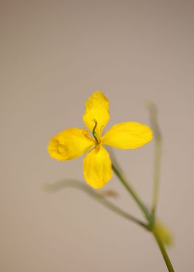 Chelidonium majus close up