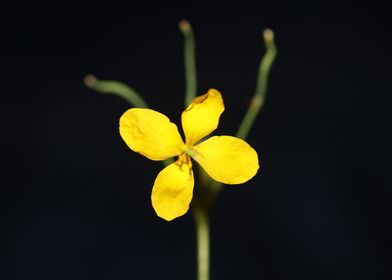 Chelidonium majus close up