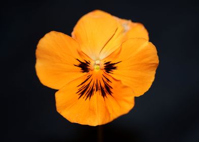 Orange viola flower macro