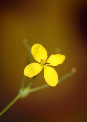 Chelidonium flower macro