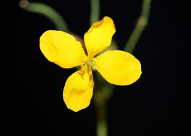 Chelidonium majus close up