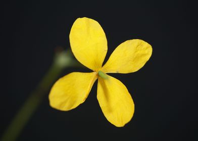 Wild yellow flower blossom
