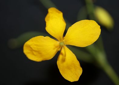 Chelidonium flower macro