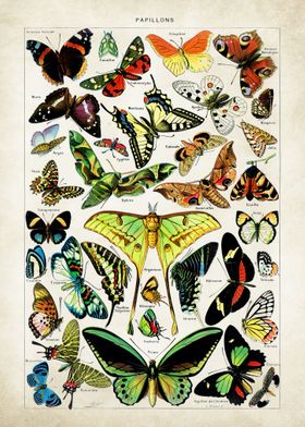 Butterfly Chart