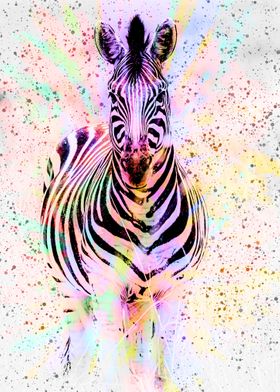 Zebra in colorful