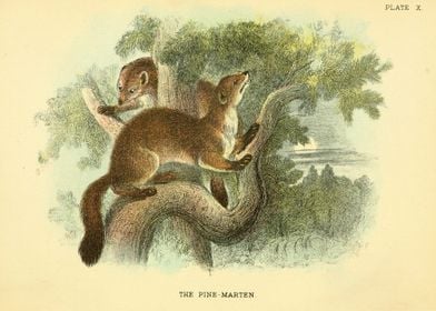 THE PINE MARTEN