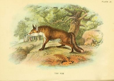 THE FOX