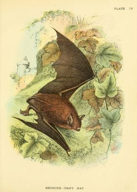 REDDISH GREY BAT